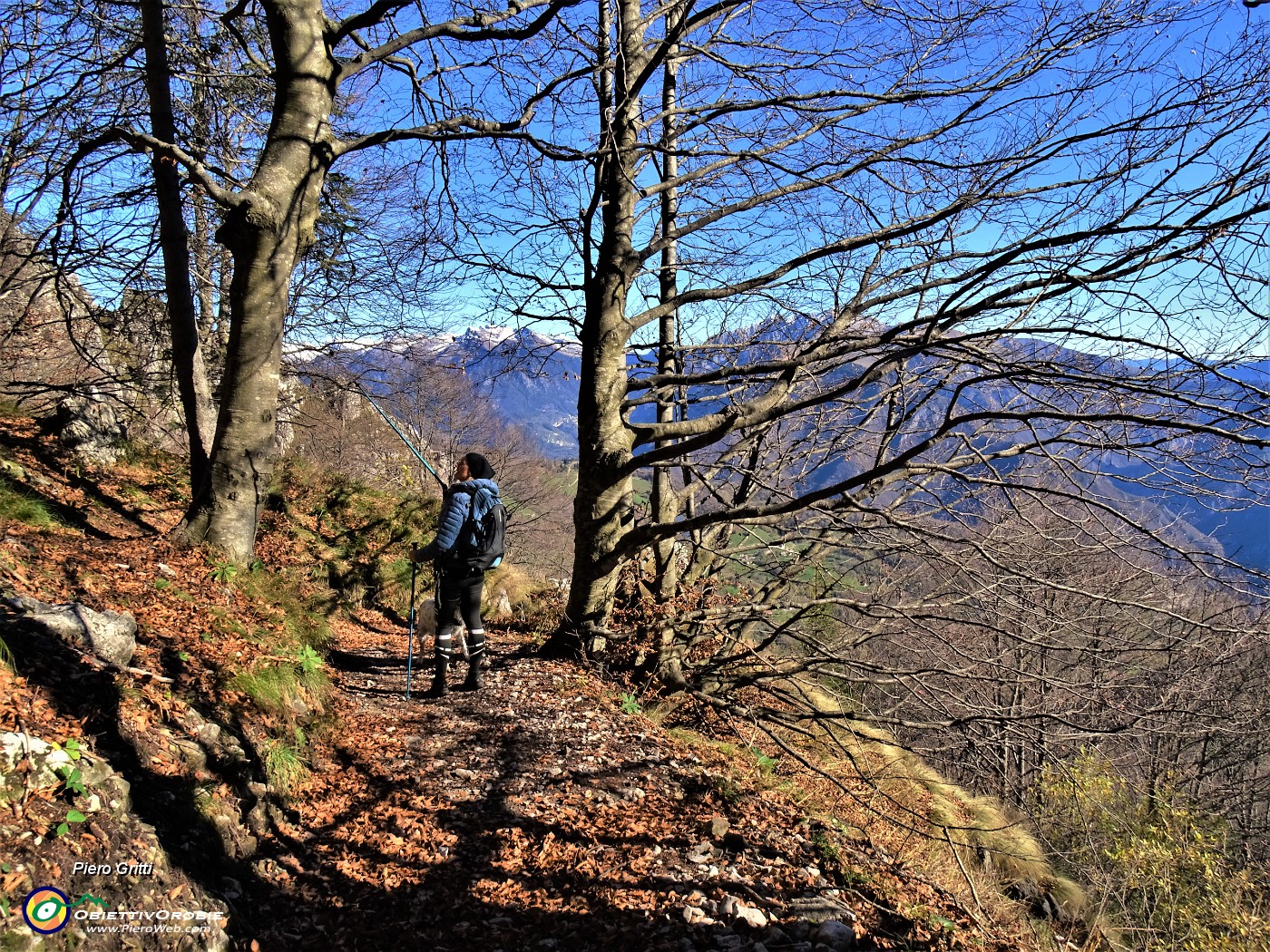 75I Splendidi faggi al sole  ormai spogli delle foglie .JPG